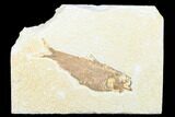 Detailed Fossil Fish (Knightia) - Wyoming #176396-1